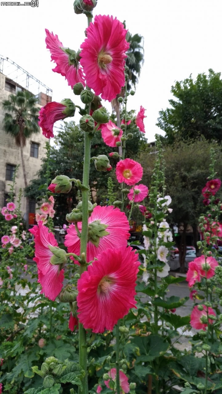 蜀葵花 台南市東區林森路二段東寧運動公園02/04