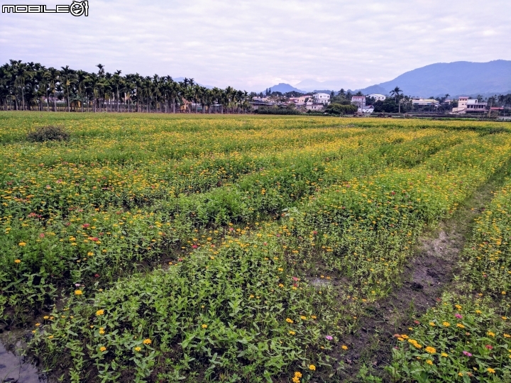 杉林花海 高雄市杉林區02/06