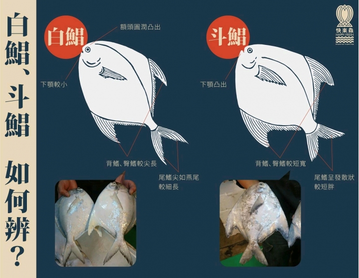 春節到，斗鯧，白鯧如何分？