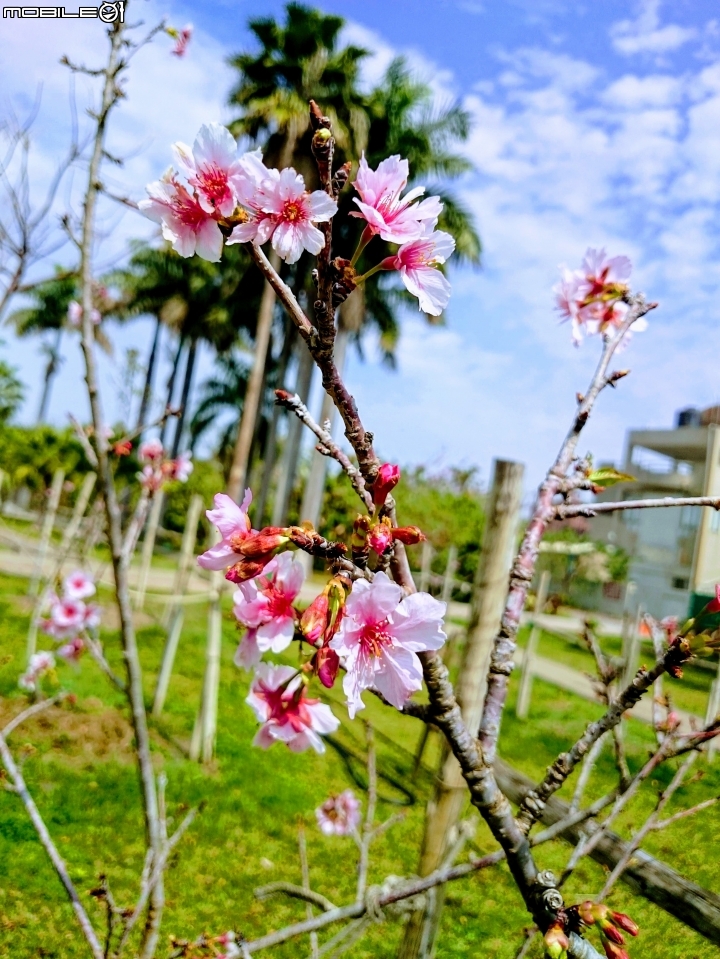 紅千層+河津櫻+落羽松+桑椹 台南市東區巴克禮公園 02/25