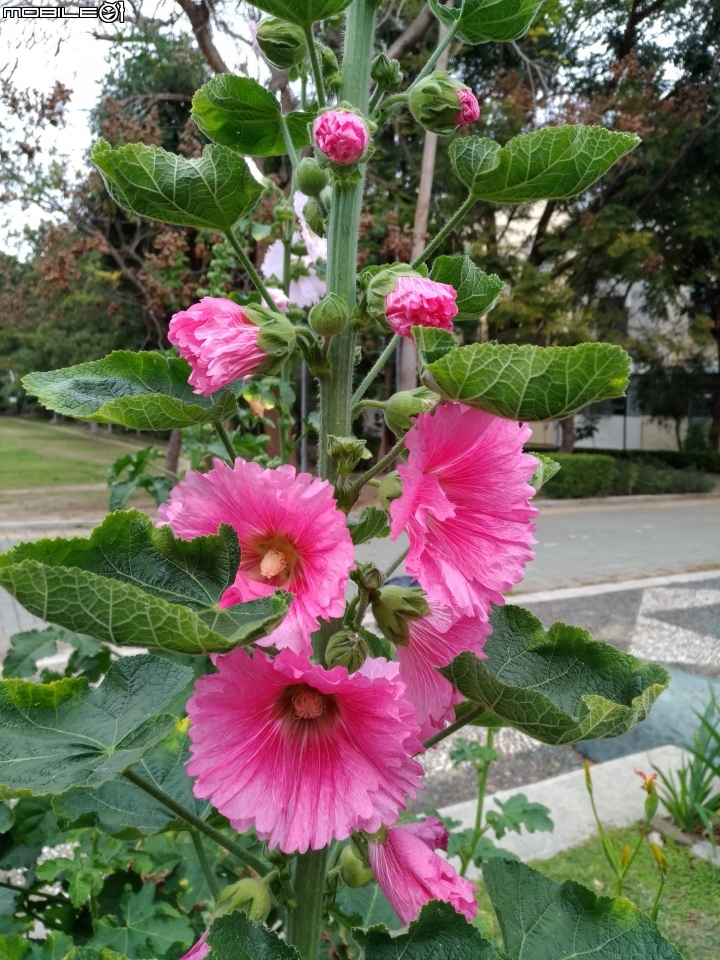 蜀葵花 台南市東區林森路二段東寧運動公園02/04