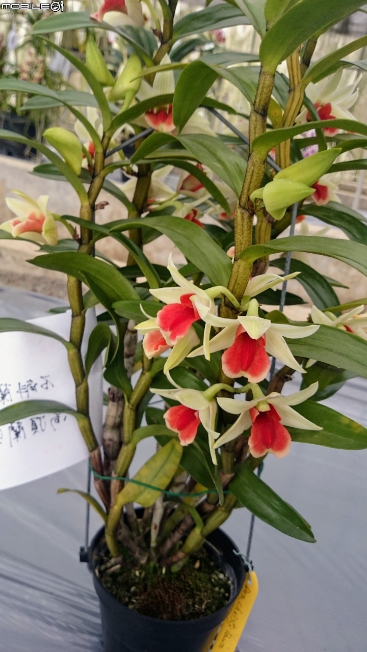 蘭花展 台南市山上區 山上水源地 02/11