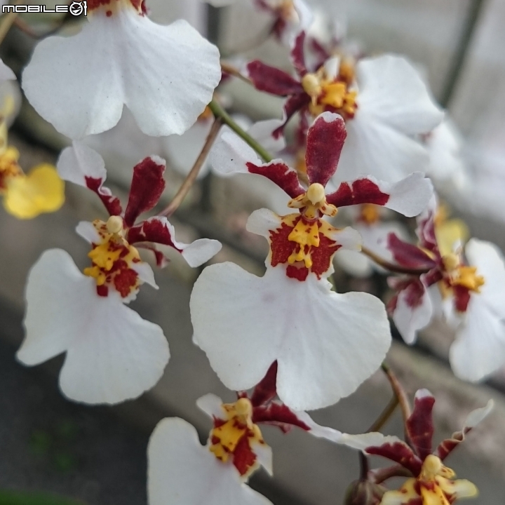 蘭花展 台南市山上區 山上水源地 02/11