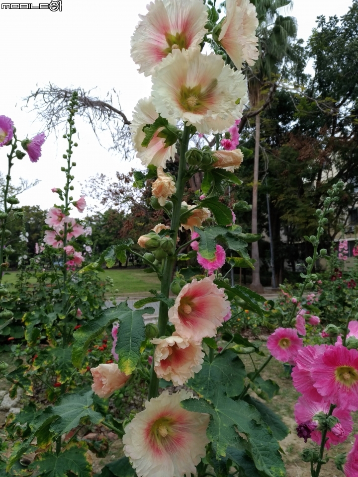 蜀葵花 台南市東區林森路二段東寧運動公園02/04