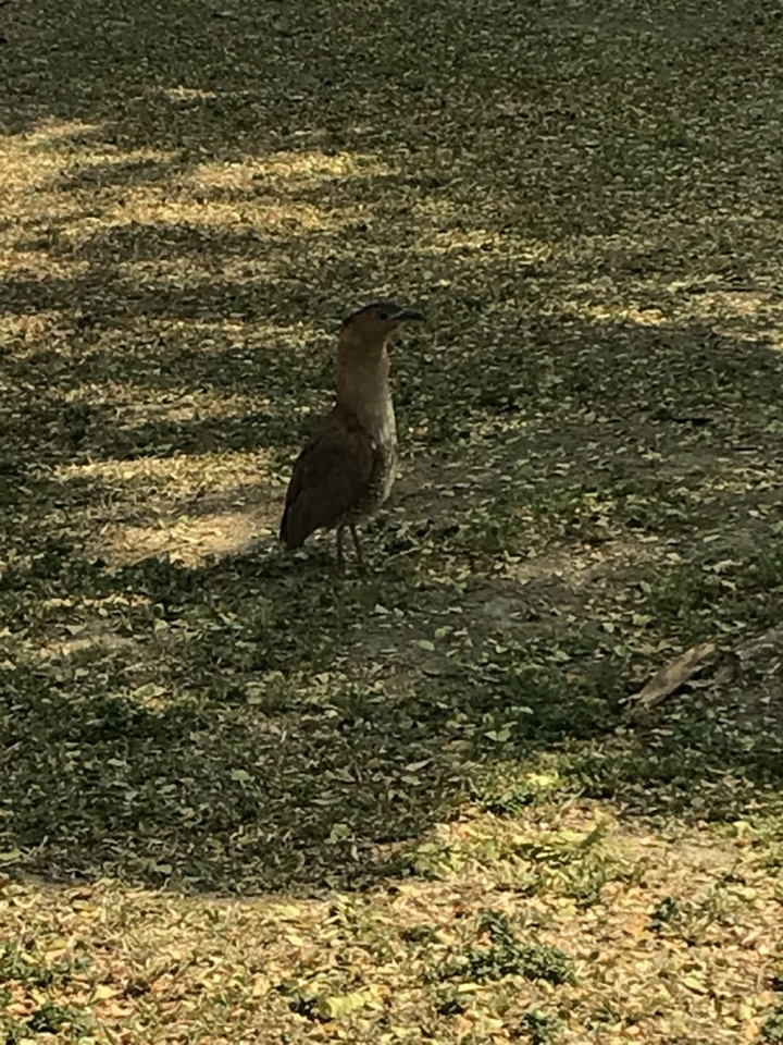 請問這是什麼鳥