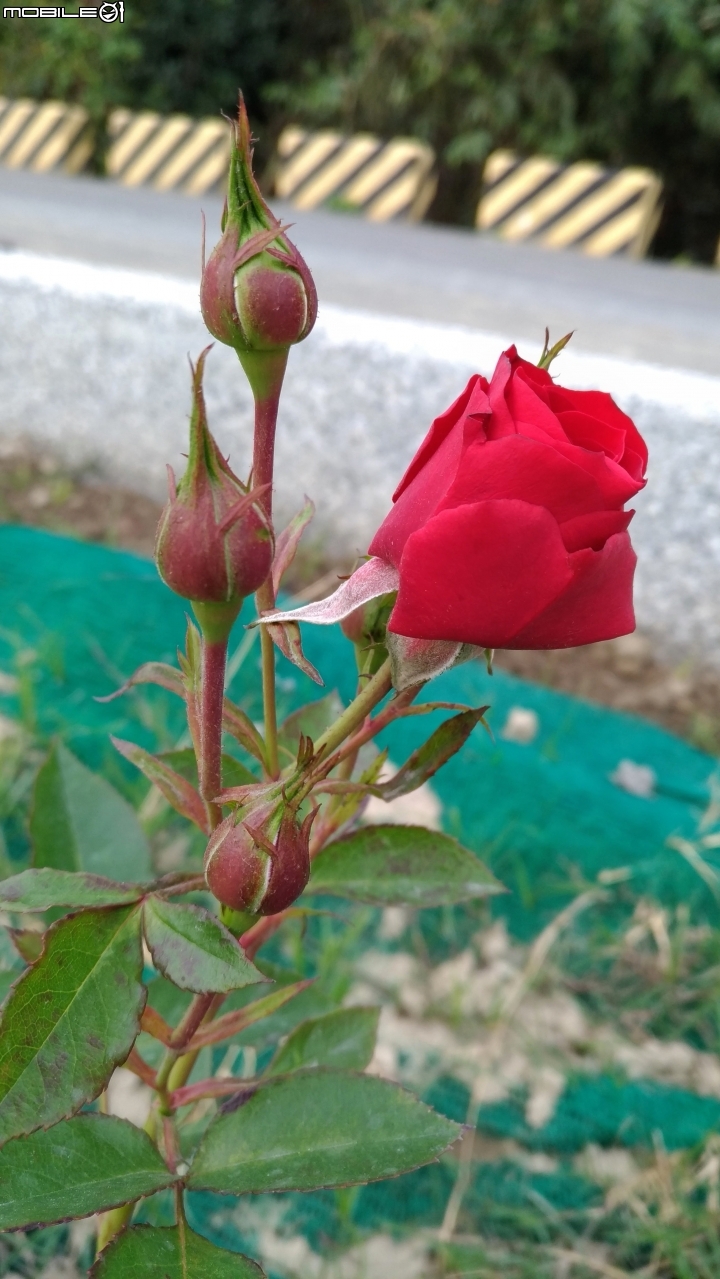 玫瑰花 台南市仁德區仁德滯洪池02/04