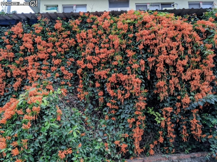 杉林花海 高雄市杉林區02/06
