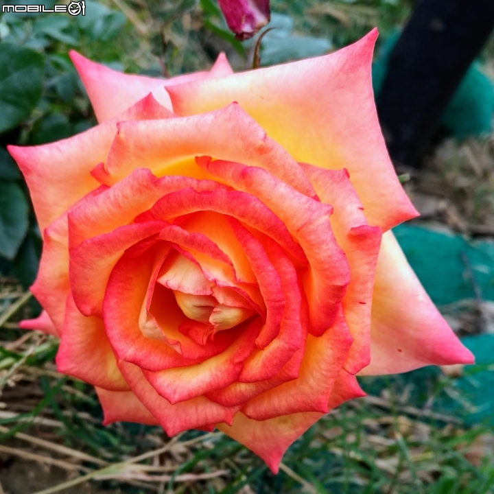 玫瑰花 台南市仁德區仁德滯洪池02/04