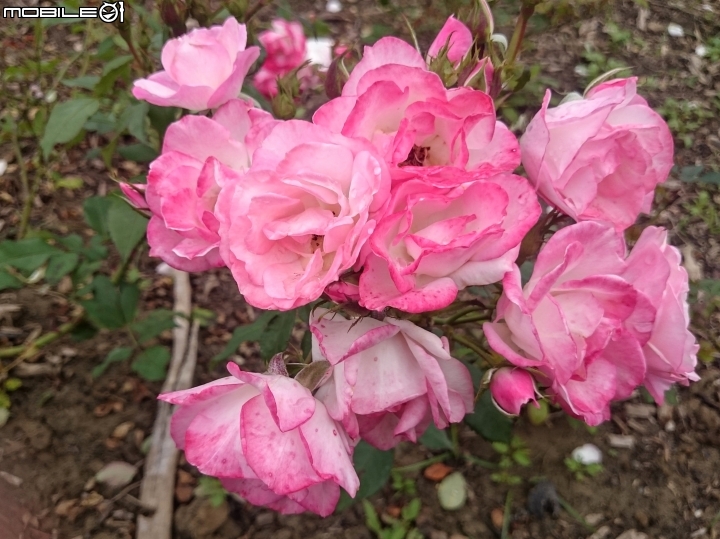 玫瑰花+茶花+含笑花 台南市山上區 山上水源地02/11