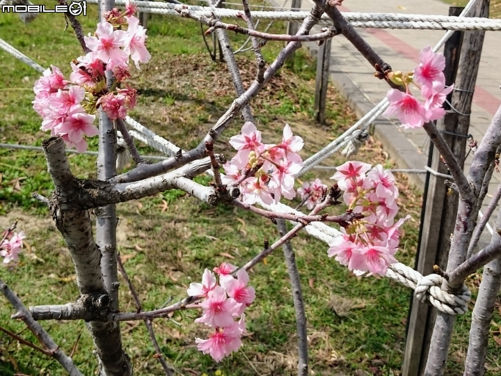紅千層+河津櫻+落羽松+桑椹 台南市東區巴克禮公園 02/25