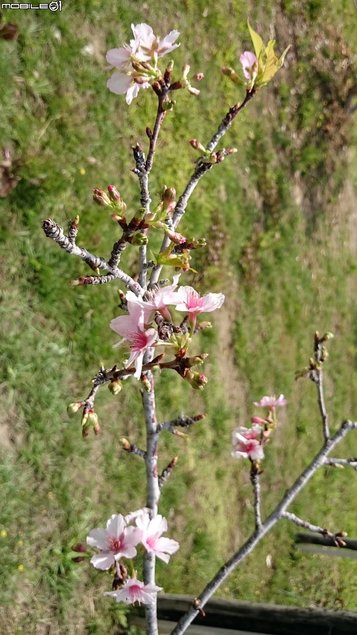 紅千層+河津櫻+落羽松+桑椹 台南市東區巴克禮公園 02/25