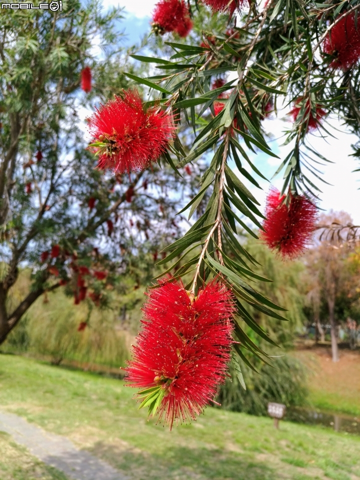 紅千層+河津櫻+落羽松+桑椹 台南市東區巴克禮公園 02/25