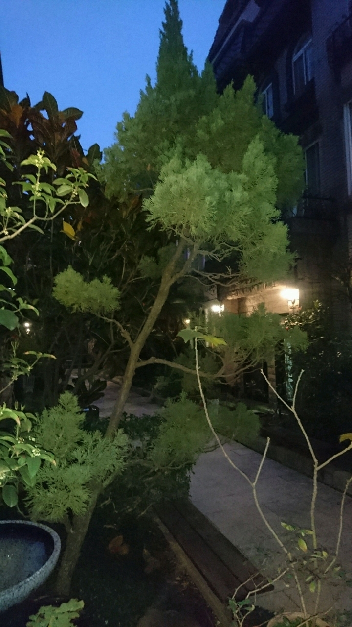 三尺高龍柏樹與兩顆大石頭