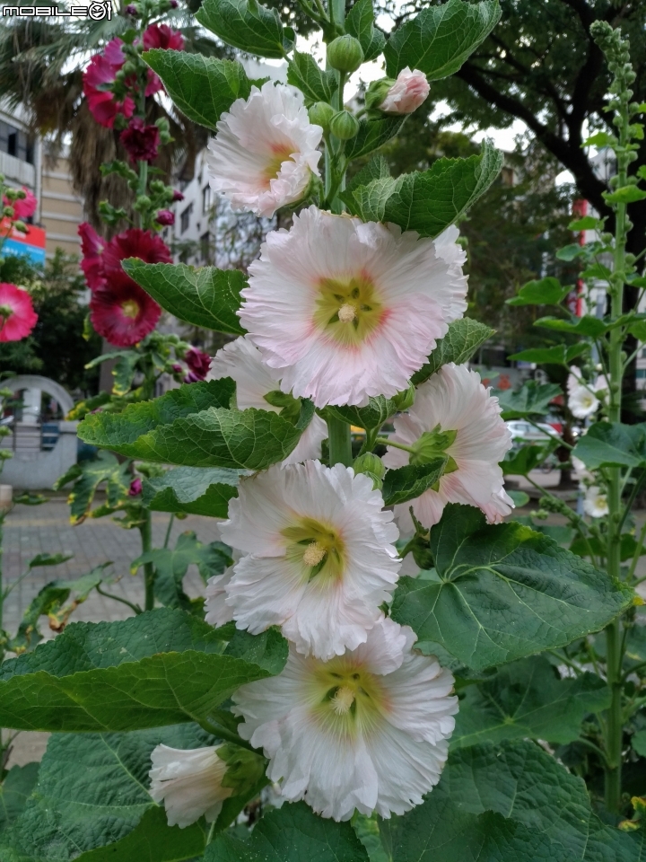 蜀葵花 台南市東區林森路二段東寧運動公園02/04