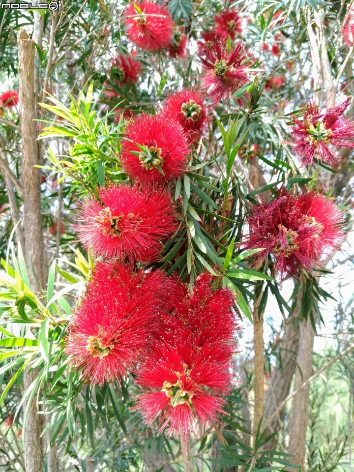 紅千層+河津櫻+落羽松+桑椹 台南市東區巴克禮公園 02/25