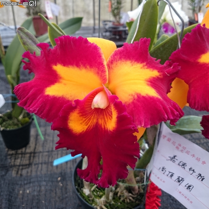 蘭花展 台南市山上區 山上水源地 02/11