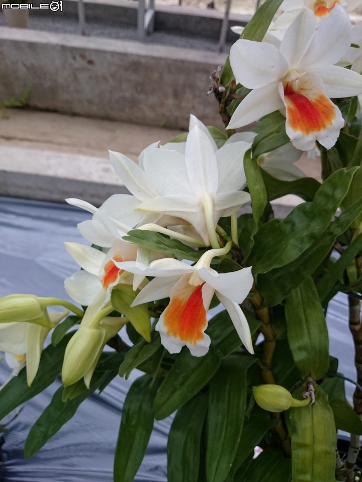 蘭花展 台南市山上區 山上水源地 02/11