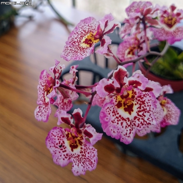 蘭花展 台南市山上區 山上水源地 02/11