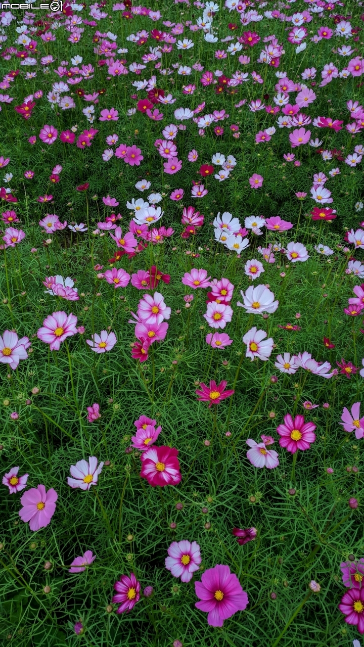 杉林花海 高雄市杉林區02/06