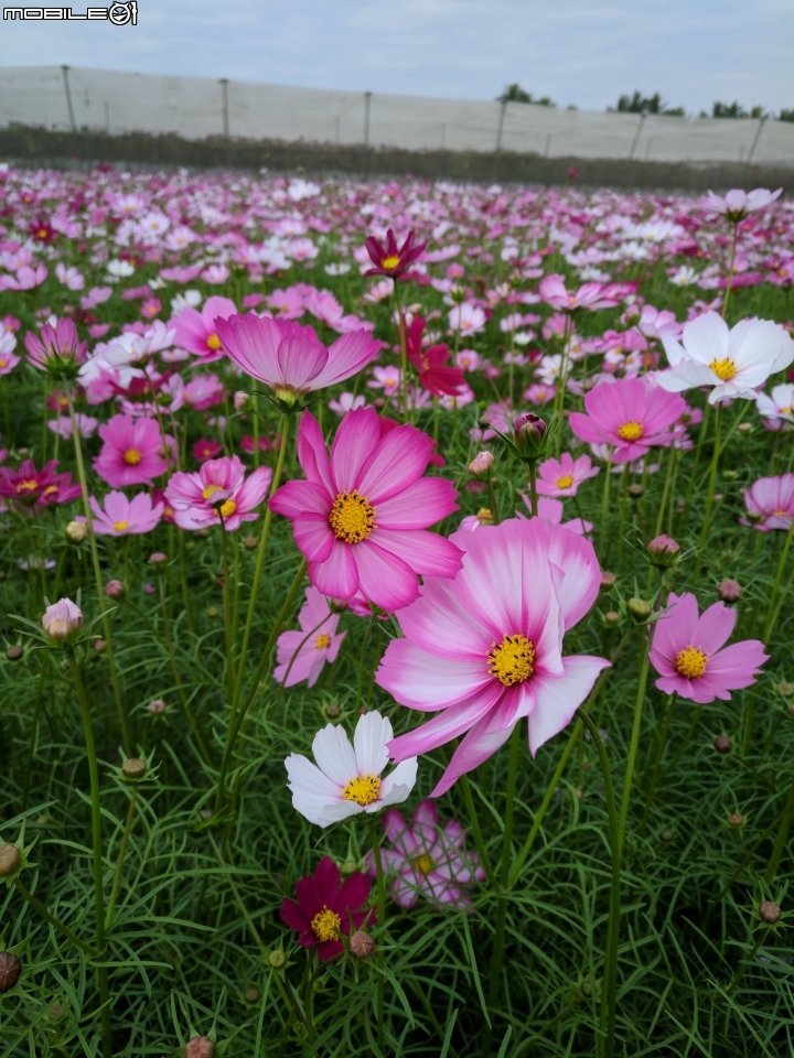 杉林花海 高雄市杉林區02/06