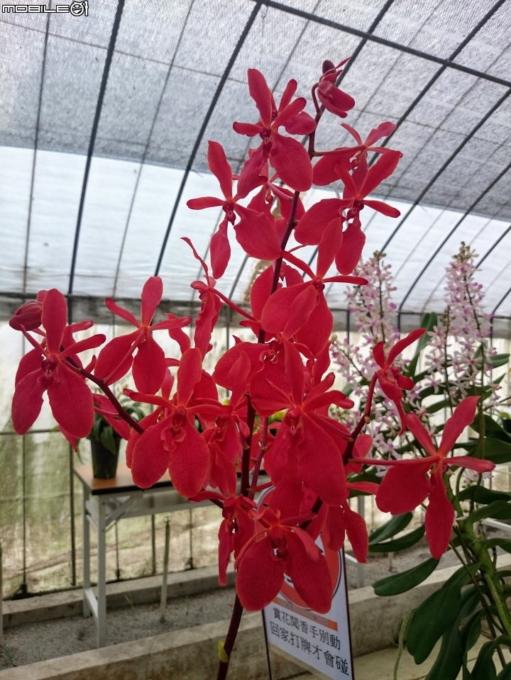 蘭花展 台南市山上區 山上水源地 02/11