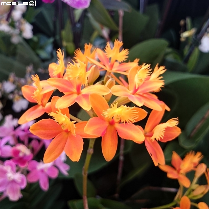 蘭花展 台南市山上區 山上水源地 02/11
