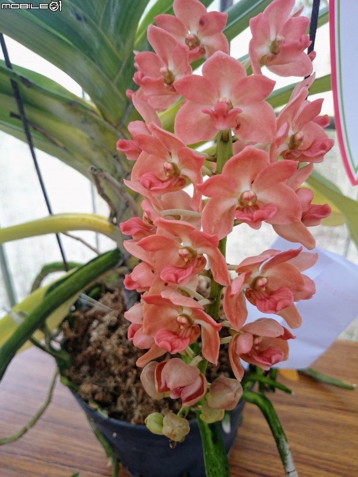 蘭花展 台南市山上區 山上水源地 02/11