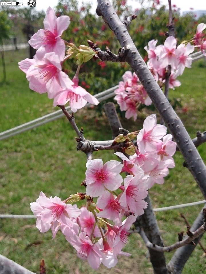 紅千層+河津櫻+落羽松+桑椹 台南市東區巴克禮公園 02/25