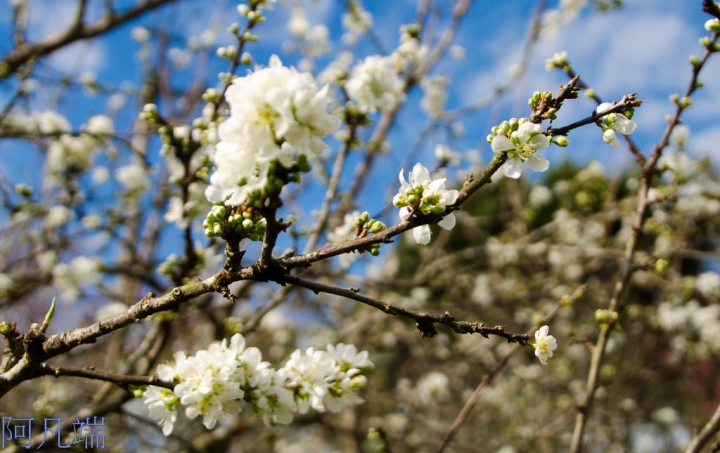高雄~那瑪夏瑪雅部落(桃花&李花&櫻花)+呼瑪休閒農場+民權國小綠建築