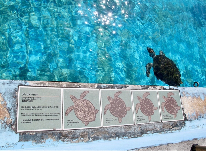 【Okinawa．走跳】沖繩北部美麗海水族館超療癒黑潮之海賞鯨鯊