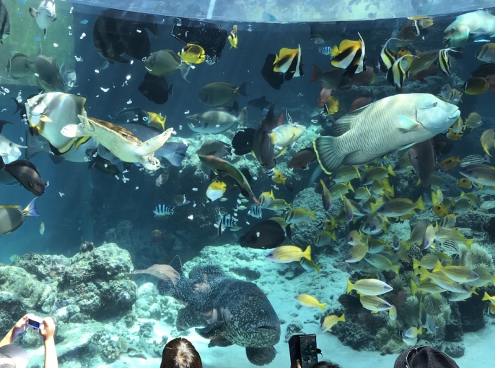 【Okinawa．走跳】沖繩北部美麗海水族館超療癒黑潮之海賞鯨鯊