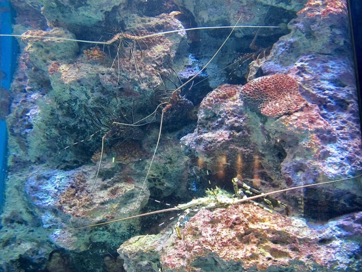 【Okinawa．走跳】沖繩北部美麗海水族館超療癒黑潮之海賞鯨鯊