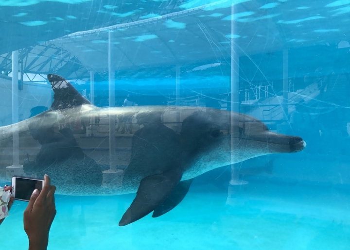 【Okinawa．走跳】沖繩北部美麗海水族館超療癒黑潮之海賞鯨鯊