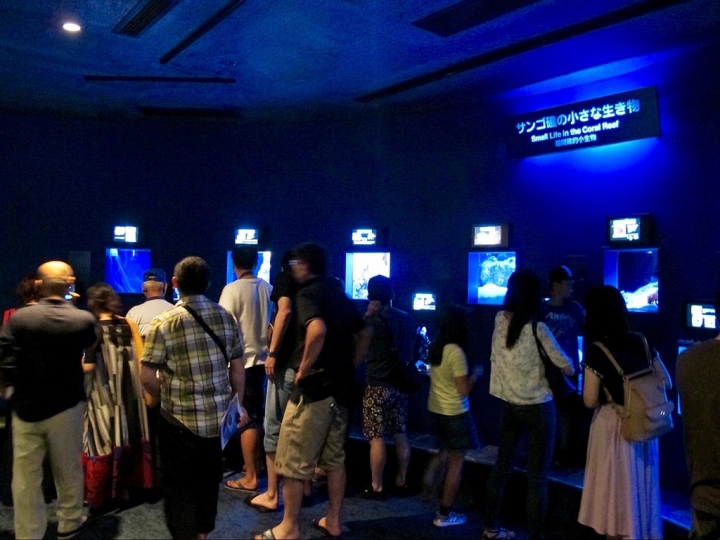 【Okinawa．走跳】沖繩北部美麗海水族館超療癒黑潮之海賞鯨鯊