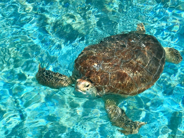 【Okinawa．走跳】沖繩北部美麗海水族館超療癒黑潮之海賞鯨鯊