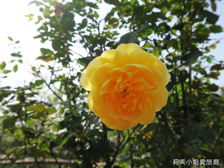 [展覽] 台北 2018士林官邸鬱金香展．2/13至2/28 多種鬱金香及荷蘭創意市集 (免費參觀)