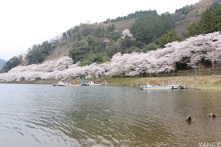 【滋賀】琵琶湖周邊賞櫻景點推薦