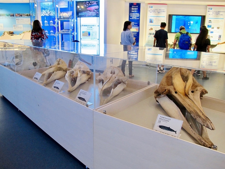【Okinawa．走跳】沖繩北部美麗海水族館超療癒黑潮之海賞鯨鯊