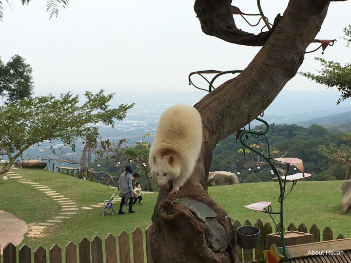 來到南投，不能錯過星月天空