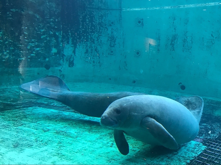 【Okinawa．走跳】沖繩北部美麗海水族館超療癒黑潮之海賞鯨鯊