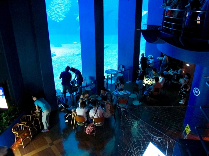 【Okinawa．走跳】沖繩北部美麗海水族館超療癒黑潮之海賞鯨鯊