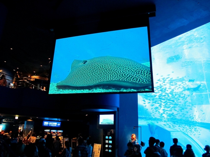 【Okinawa．走跳】沖繩北部美麗海水族館超療癒黑潮之海賞鯨鯊