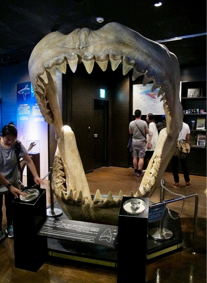 【Okinawa．走跳】沖繩北部美麗海水族館超療癒黑潮之海賞鯨鯊