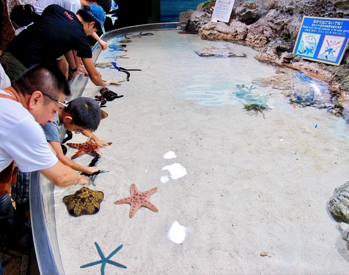 【Okinawa．走跳】沖繩北部美麗海水族館超療癒黑潮之海賞鯨鯊