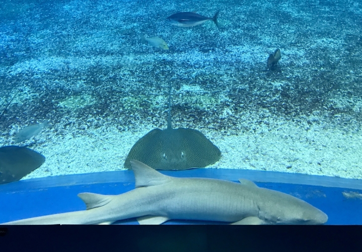 【Okinawa．走跳】沖繩北部美麗海水族館超療癒黑潮之海賞鯨鯊