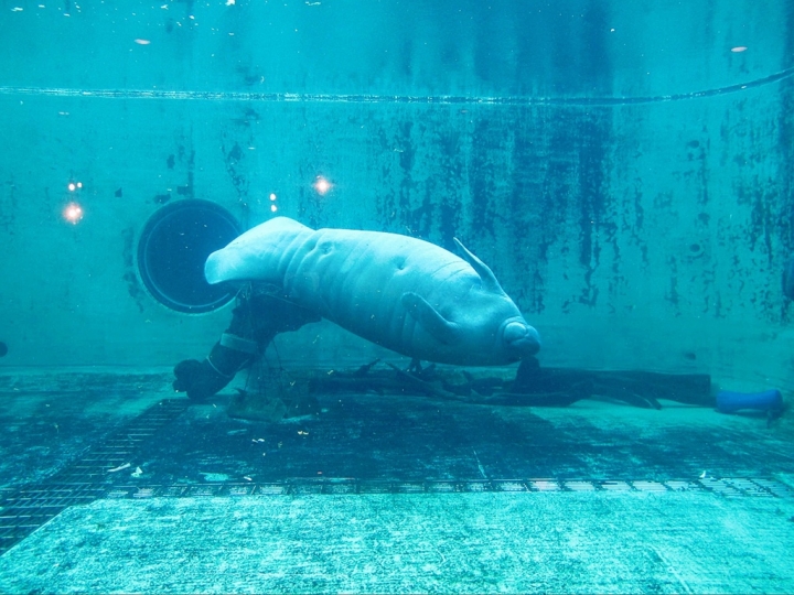 【Okinawa．走跳】沖繩北部美麗海水族館超療癒黑潮之海賞鯨鯊