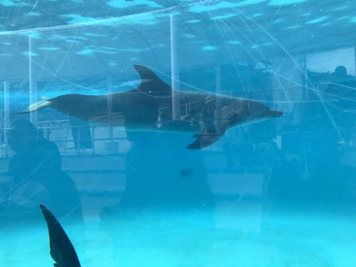 【Okinawa．走跳】沖繩北部美麗海水族館超療癒黑潮之海賞鯨鯊
