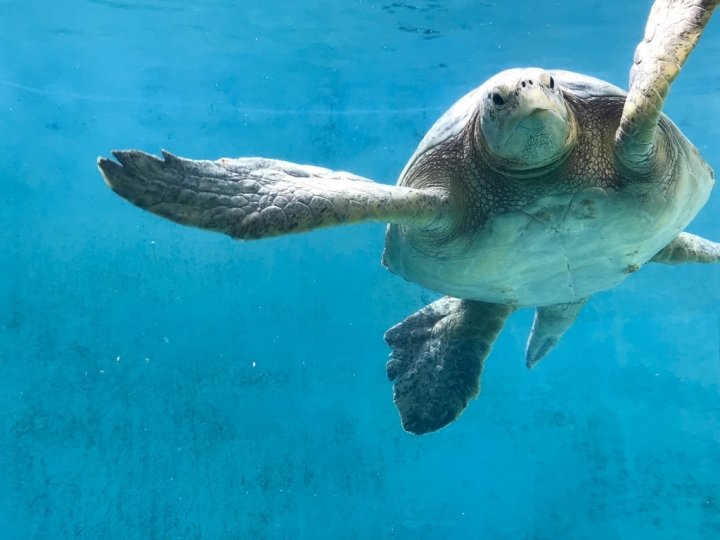【Okinawa．走跳】沖繩北部美麗海水族館超療癒黑潮之海賞鯨鯊
