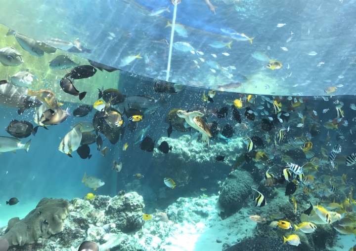 【Okinawa．走跳】沖繩北部美麗海水族館超療癒黑潮之海賞鯨鯊