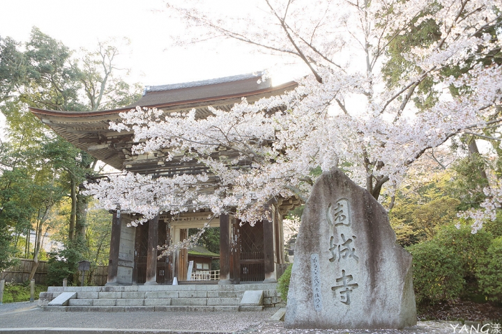 【滋賀】琵琶湖周邊賞櫻景點推薦